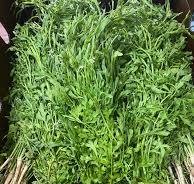 चमसूरको साग / प्रति के.जी