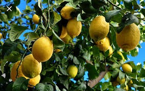 निबुवा / प्रति के.जी