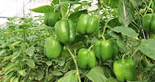 भेडे खु्र्सानी / प्रति के.जी