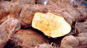 तरुल / प्रति के.जी